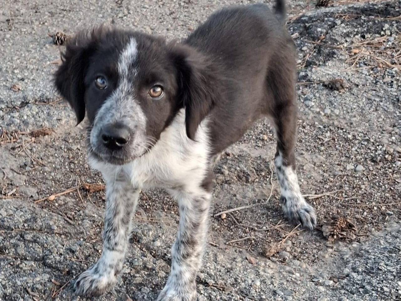 Vuoi adottare un cane a Crotone?