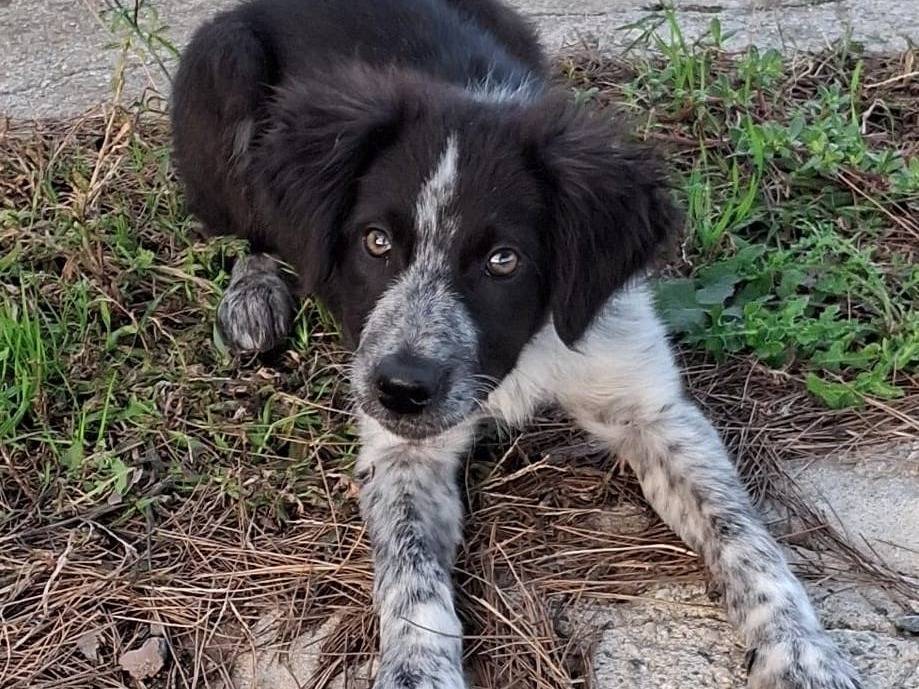 Adotta il cane MARGOT  a Crotone