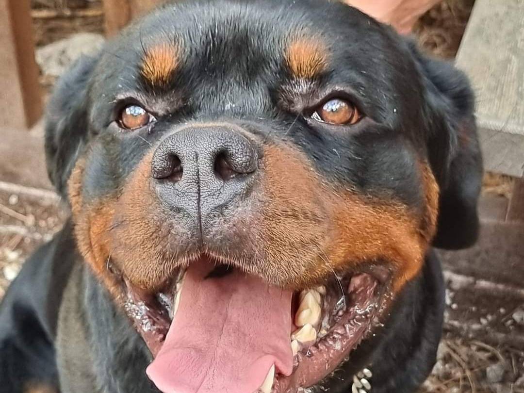 Adozione cane, maschio, Rottweiler, 2 anni  e 2 mesi , taglia gigante, Trento