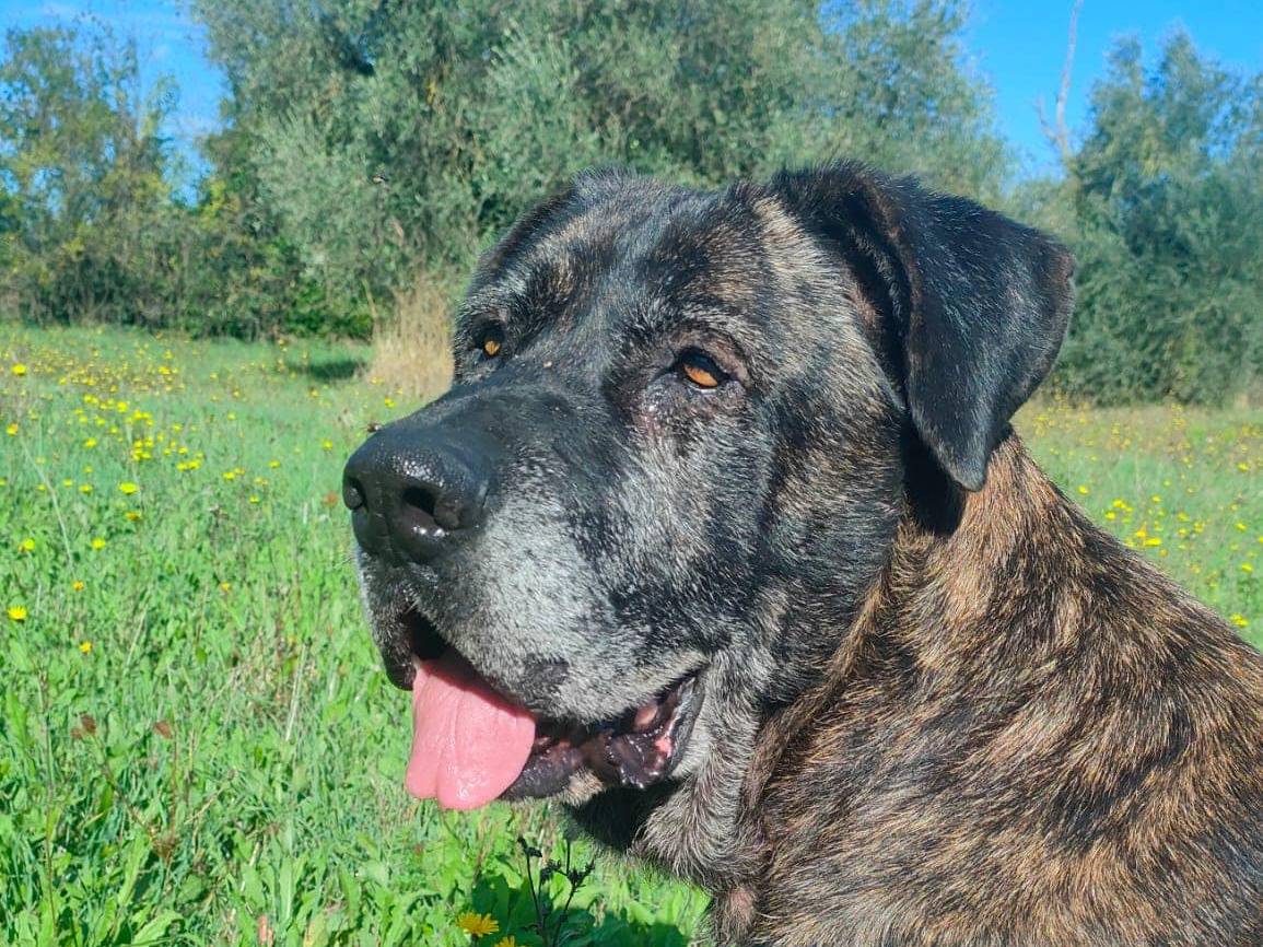 Adotta un cane, femmina, 11 anni  e 3 mesi , Napoli
