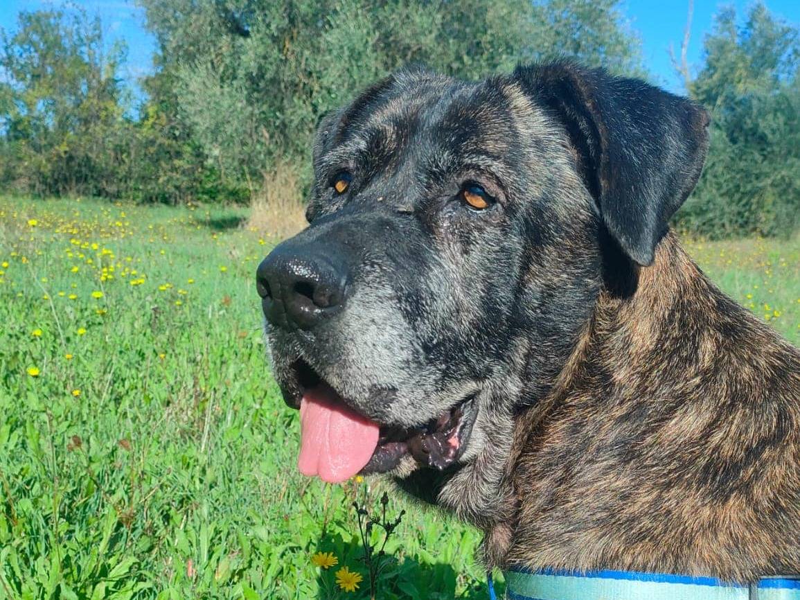 Adotta un cane, taglia grande, femmina, Napoli