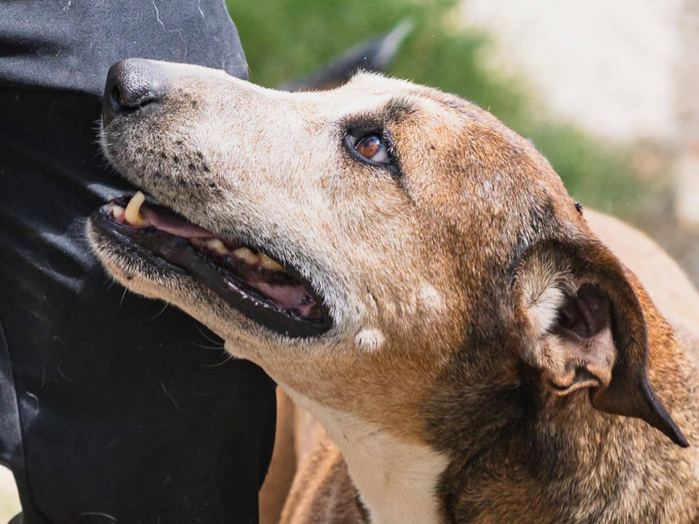 Adotta un cane, maschio, 8 anni  e 3 mesi , Napoli