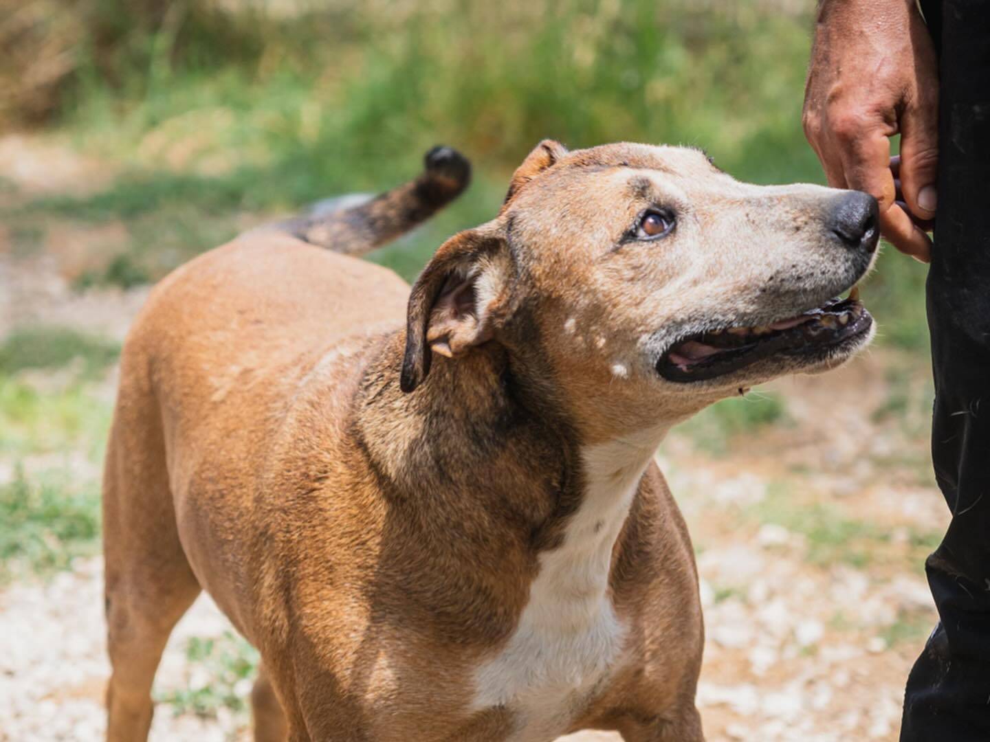 Adotta un cane, taglia media, maschio, Napoli