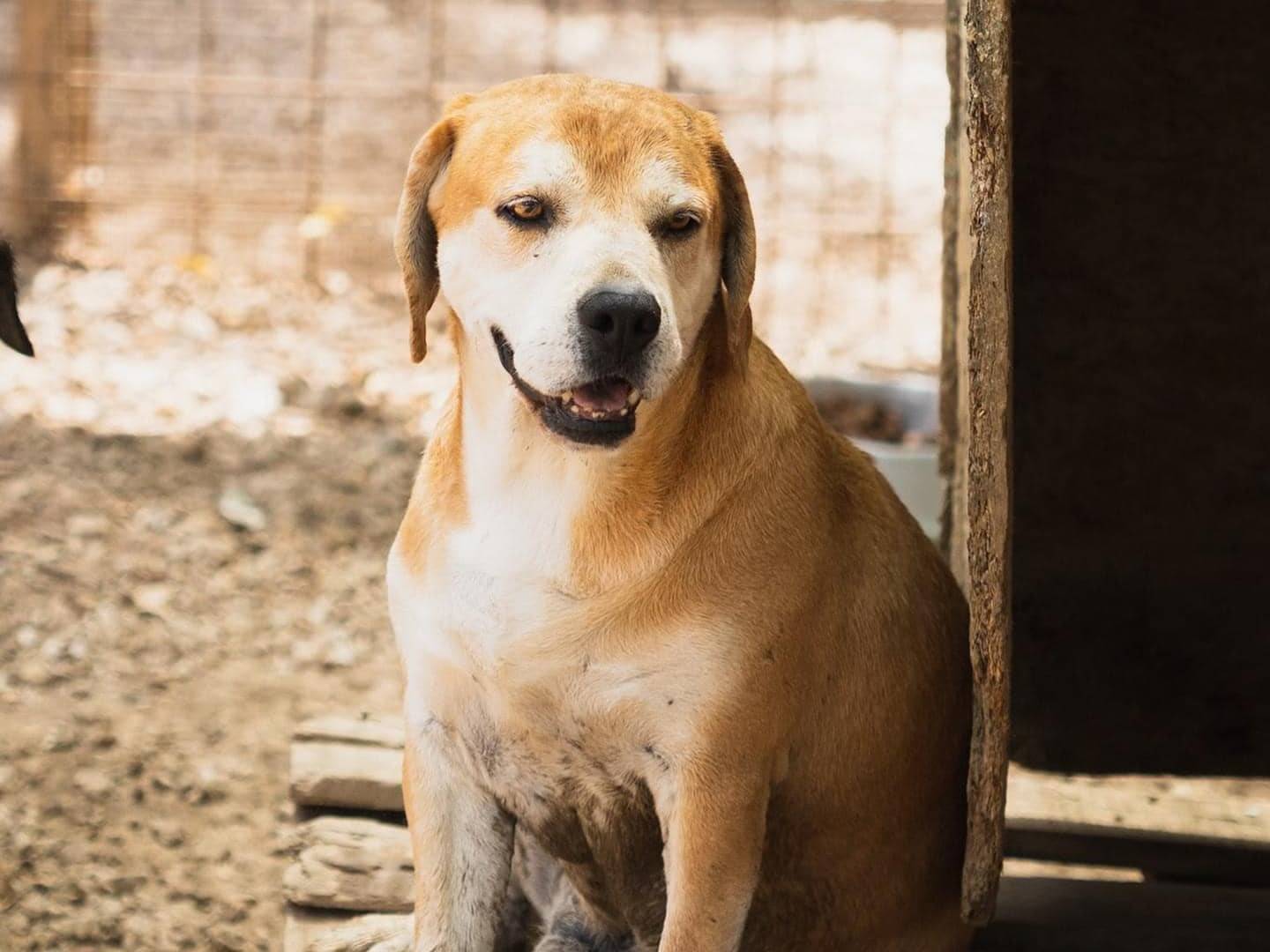 Adotta un cane, maschio, 9 anni  e 2 mesi , Napoli