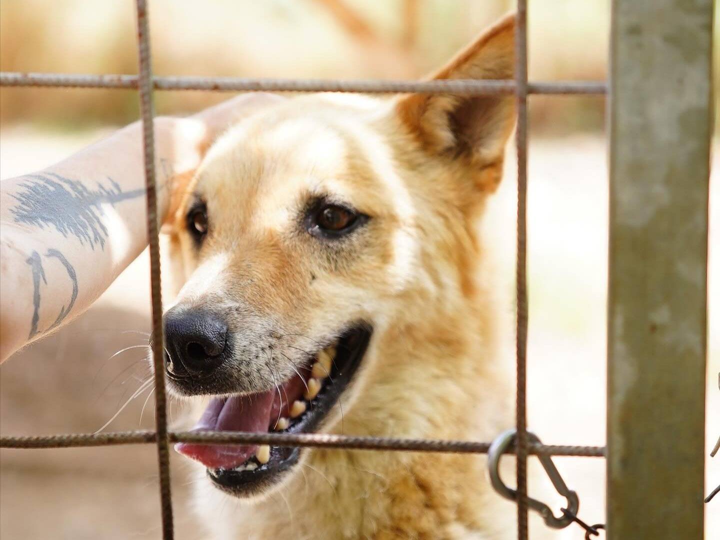 Adotta un cane, maschio, 8 anni  e 2 mesi , Napoli