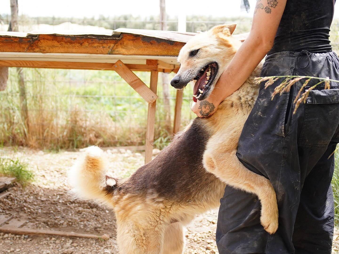 Adotta un cane, taglia media, maschio, Napoli