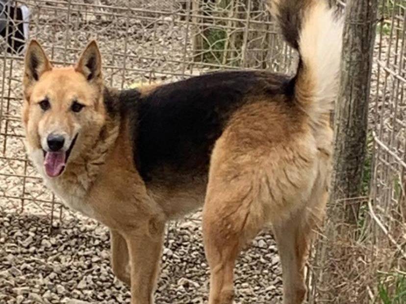 Adotta il cane Becks a Napoli