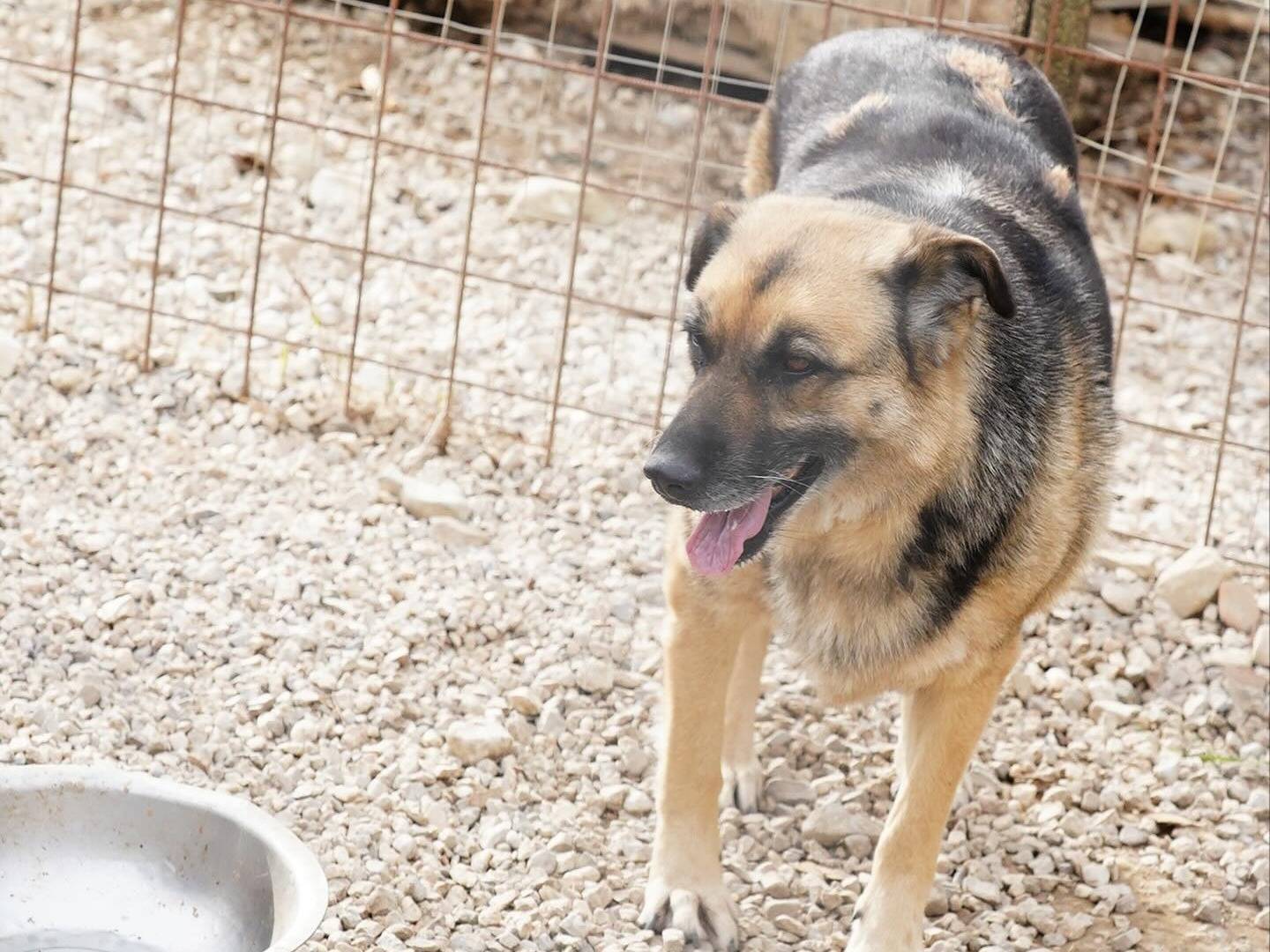 Adotta un cane, femmina, 9 anni  e 3 mesi , Napoli