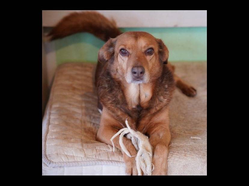 Adotta un cane, maschio, 14 anni  e 3 mesi , Napoli
