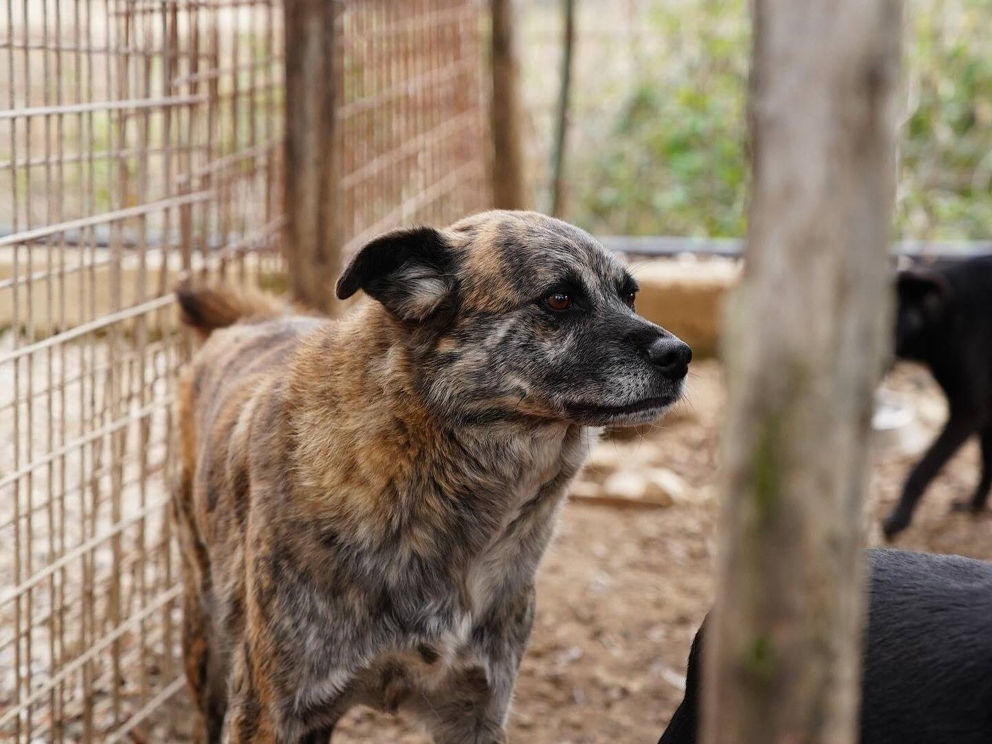 Adotta un cane, maschio, 6 anni  e 2 mesi , Napoli