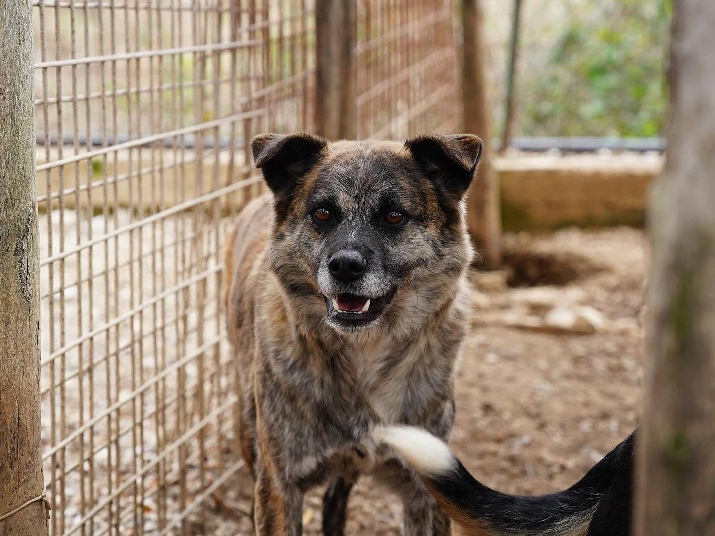 Adotta un cane, taglia media, maschio, Napoli