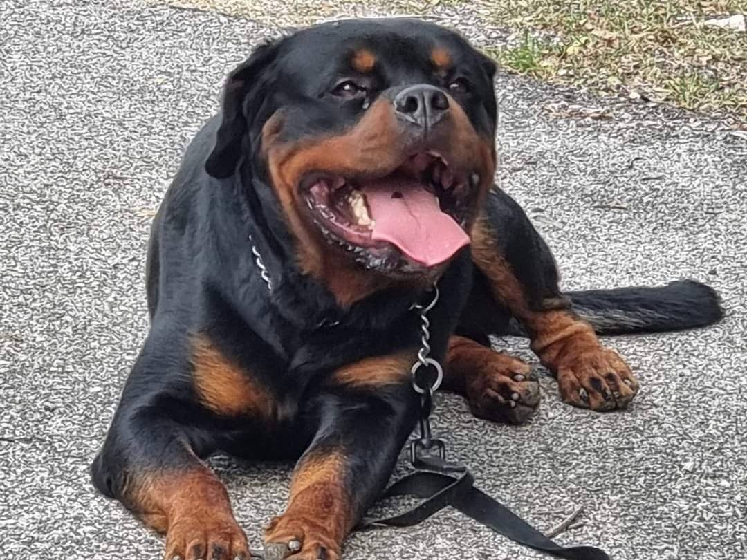 Adotta un cane, maschio, 2 anni  e 2 mesi , Trento