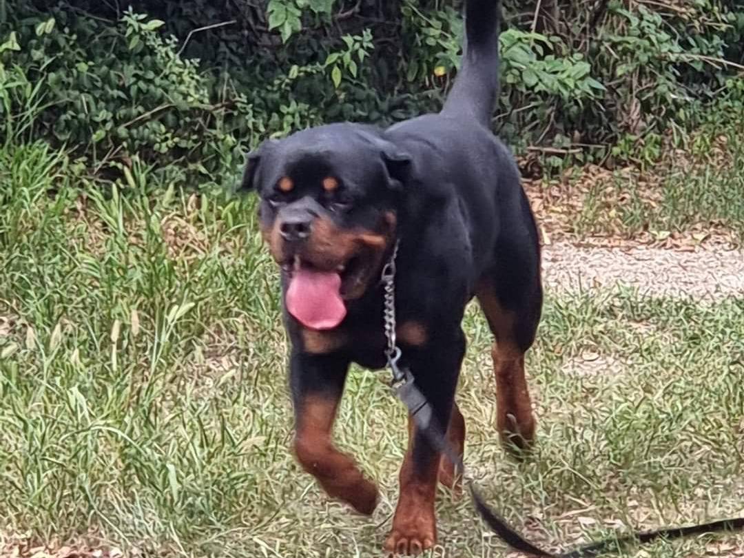 Adotta un cane, taglia gigante, maschio, Trento