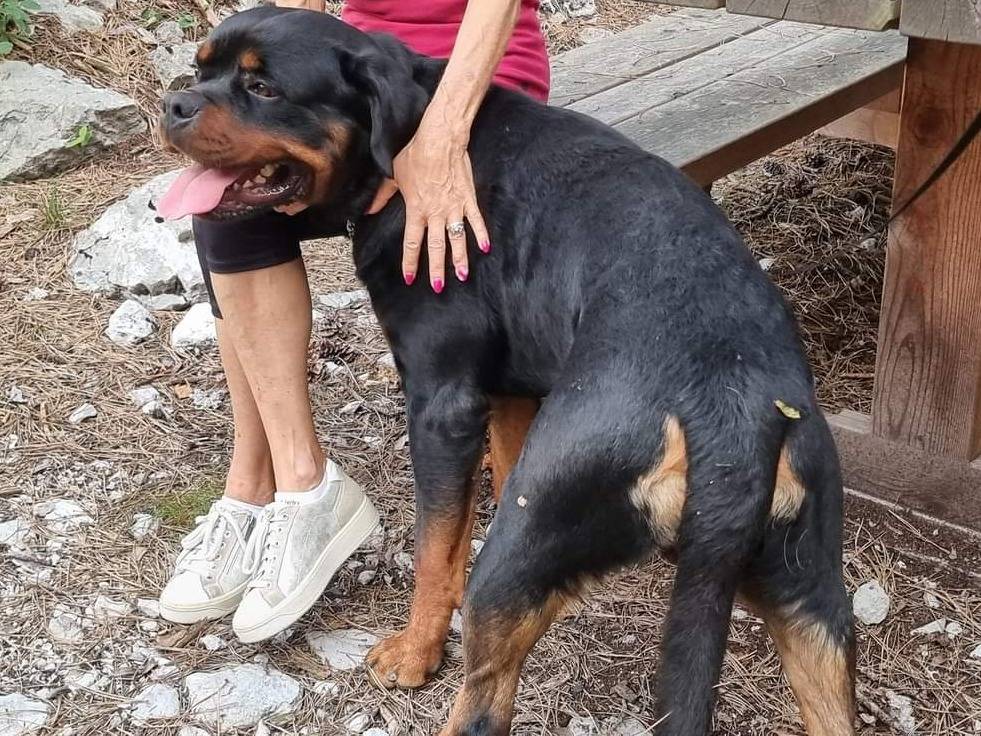 Vuoi adottare un cane a Trento?