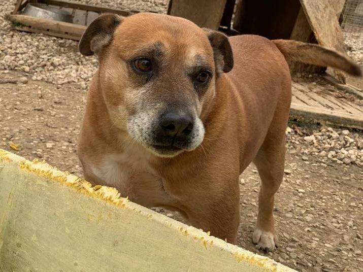 Adotta un cane, maschio, 7 anni  e 3 mesi , Napoli