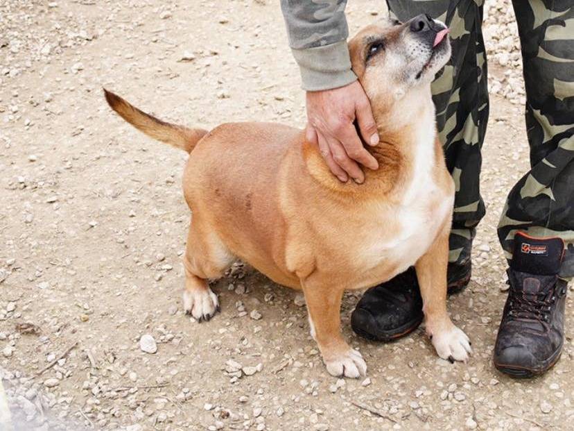 Adotta un cane, taglia media, maschio, Napoli
