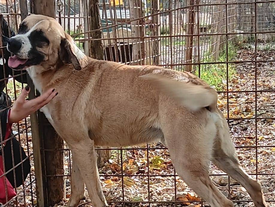 Foto dell'animale
