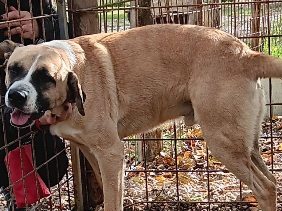 Adotta un cane, maschio, 5 anni  e 3 mesi , Napoli