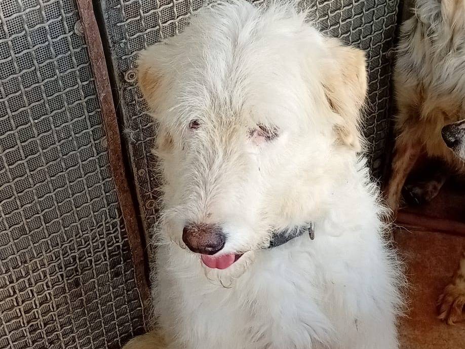 Adotta un cane, femmina, 4 anni  e 2 mesi , Napoli