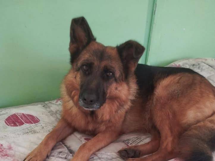 Adotta un cane, femmina, 5 anni  e 3 mesi , Napoli