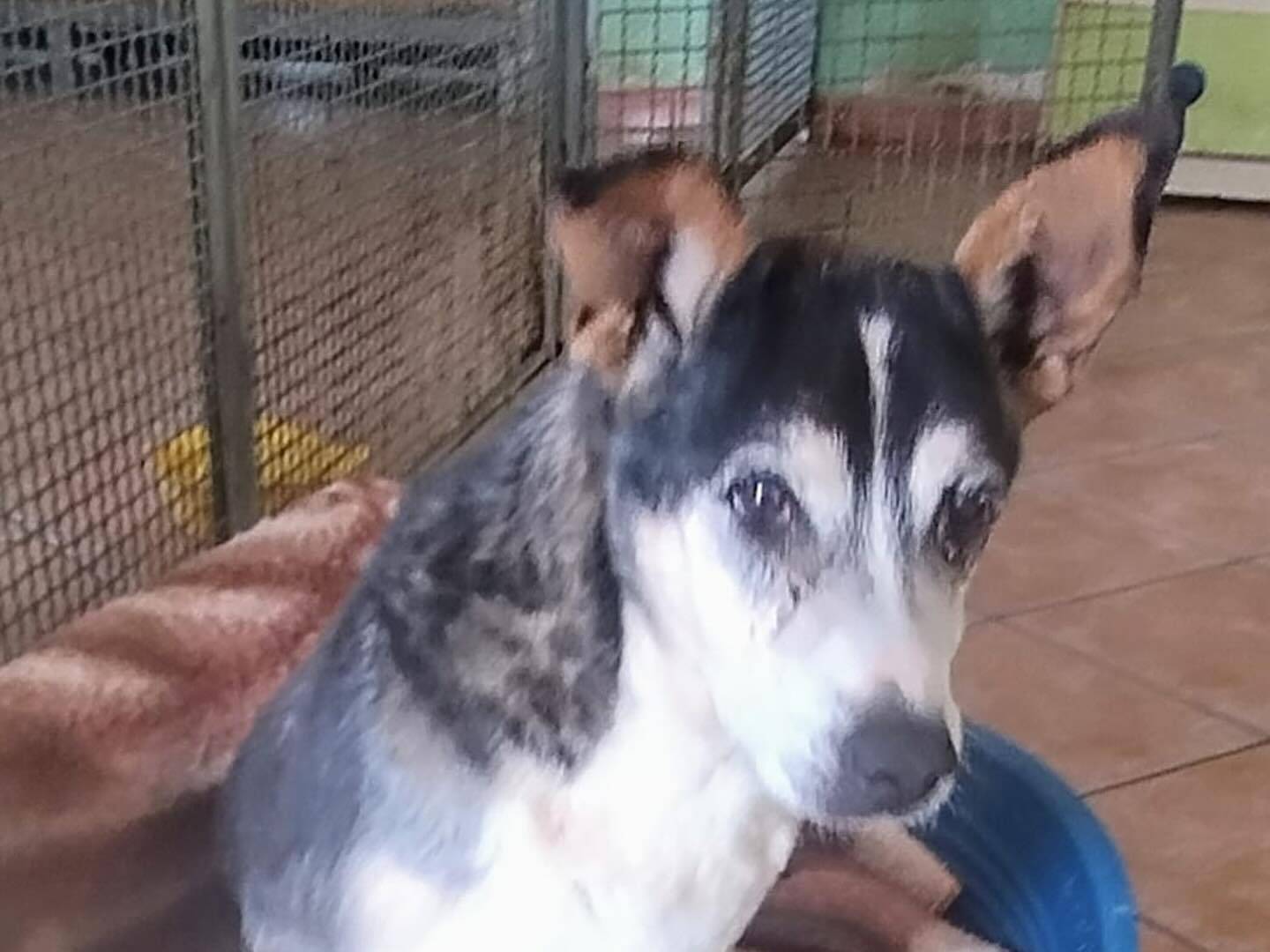 Adotta un cane, maschio, 11 anni  e 3 mesi , Napoli