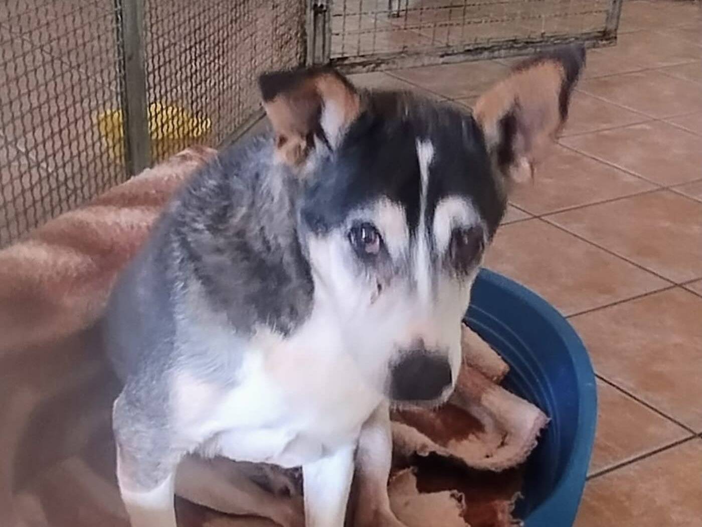 Adotta un cane, taglia media contenuta, maschio, Napoli