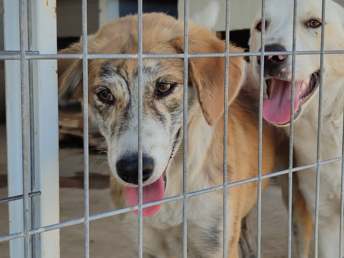 Adotta un cane, taglia piccola, femmina, Milano