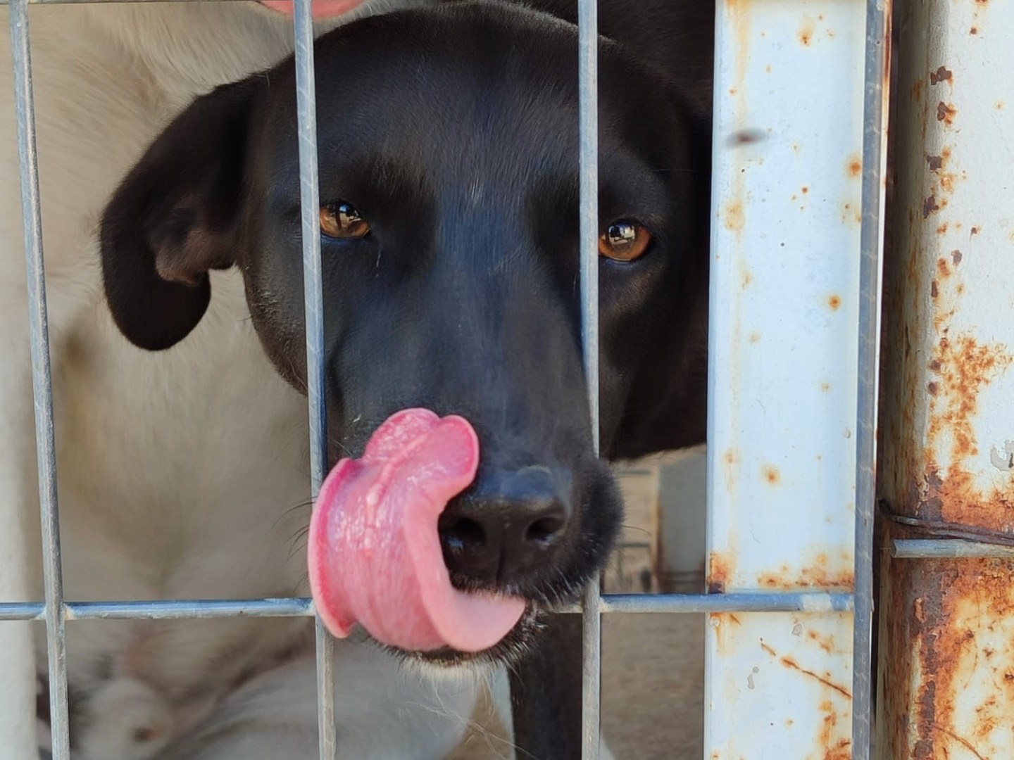 Foto dell'animale
