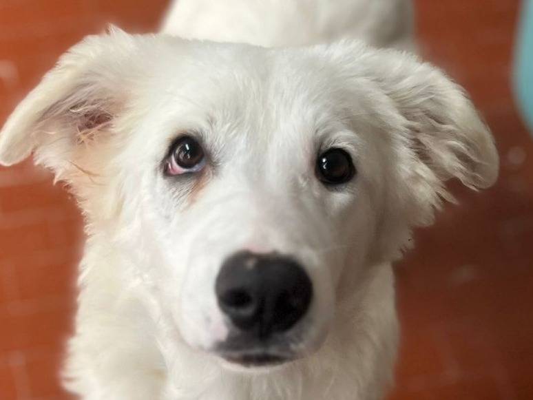 Adozione cane, femmina, Pastore maremmano Razza sconosciuta, 1 anno e 8 mesi, taglia media contenuta, Milano