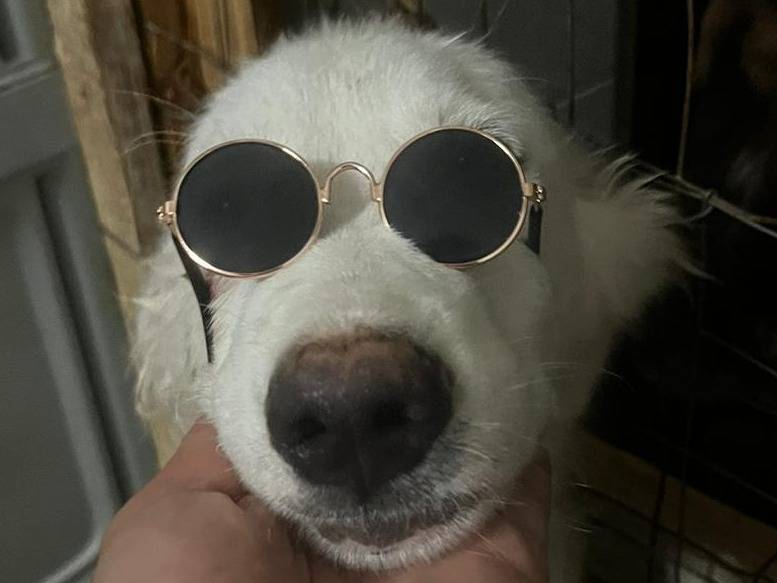 Adotta un cane, femmina, 1 anno e 8 mesi, Milano