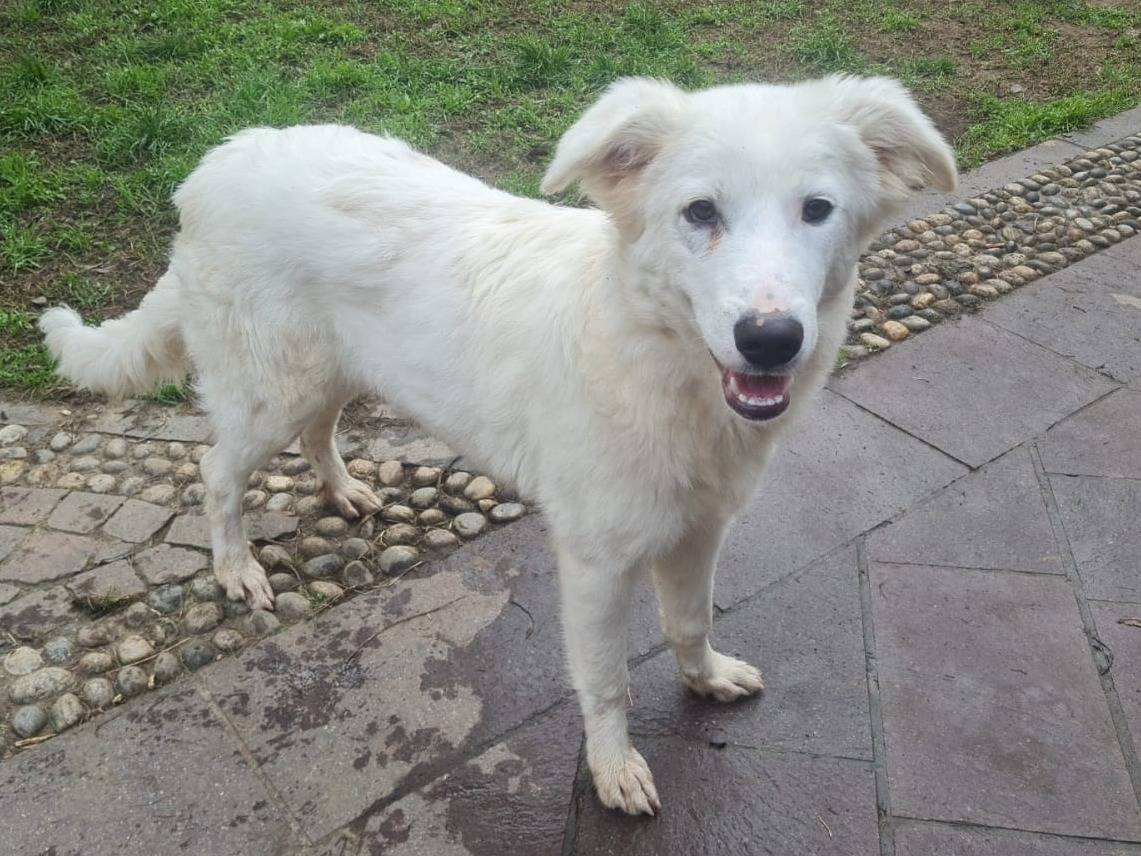 Adotta un cane, taglia media contenuta, femmina, Milano