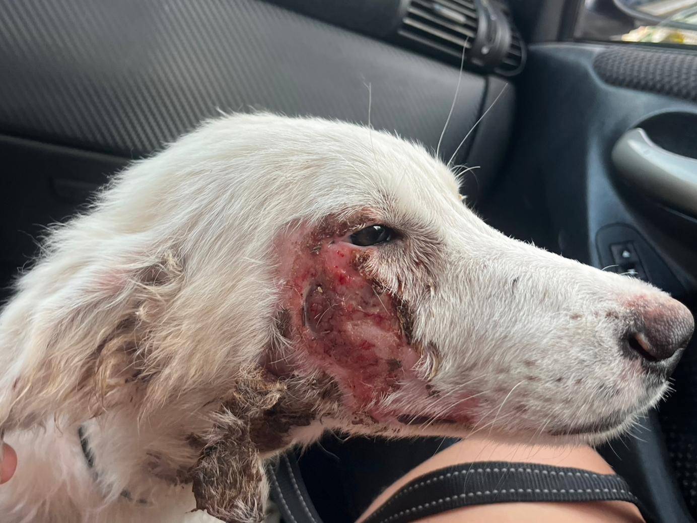 Vuoi adottare un cane a Milano?