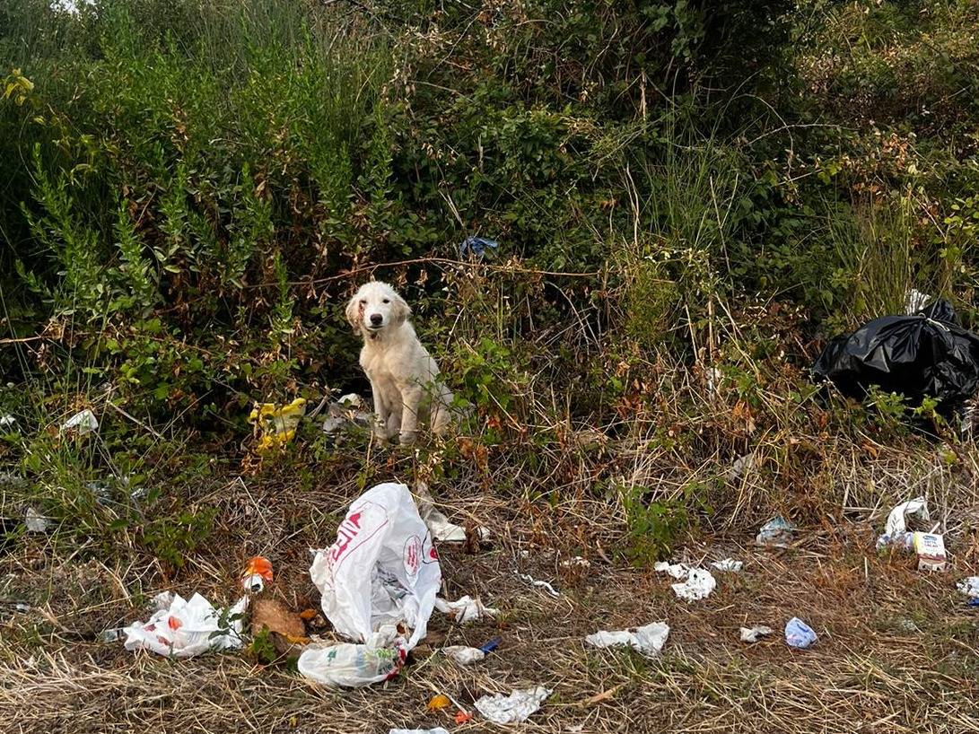 Adotta il cane LAURA a Milano