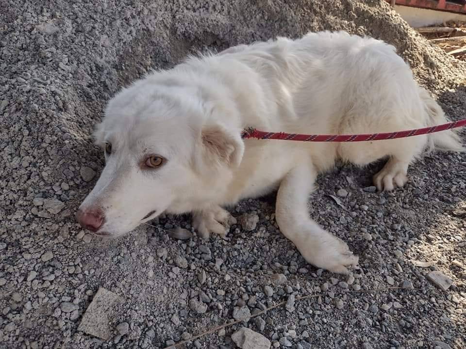 Adozione cane, maschio, Razza sconosciuta Razza sconosciuta, 2 anni , taglia media, Crotone