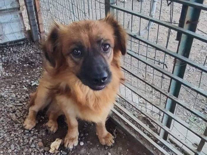 Adozione cane, maschio, Razza sconosciuta Razza sconosciuta, 3 anni  e 1 mese, taglia piccola, Crotone
