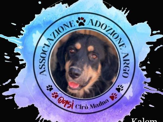 Adozione cane, maschio, Razza sconosciuta Razza sconosciuta, 11 mesi, taglia gigante, Crotone