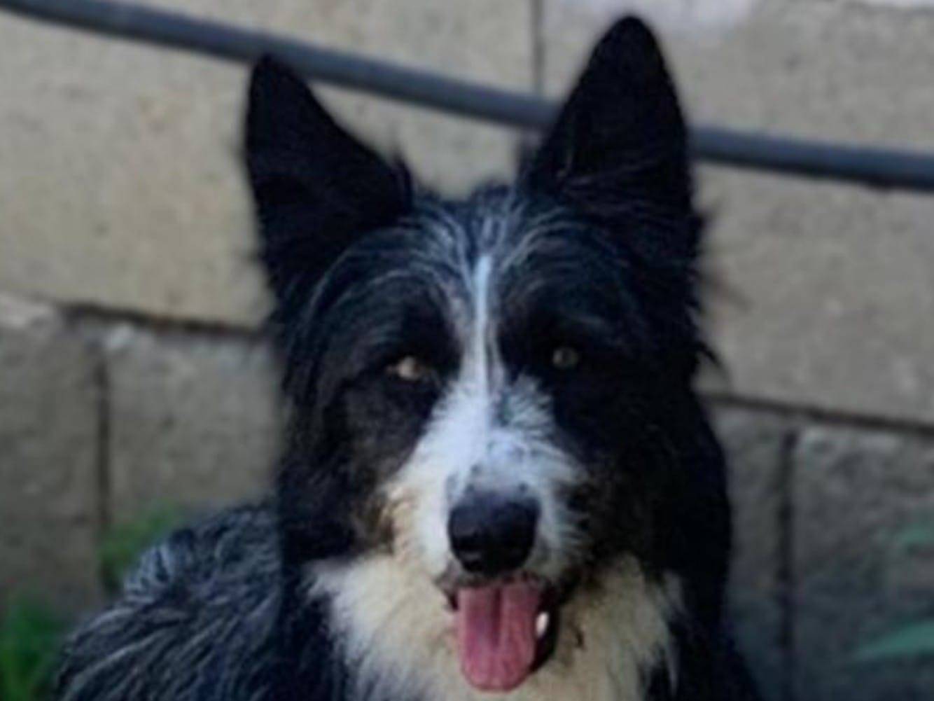 Adotta un cane, femmina, 2 anni e 1 mese, Crotone