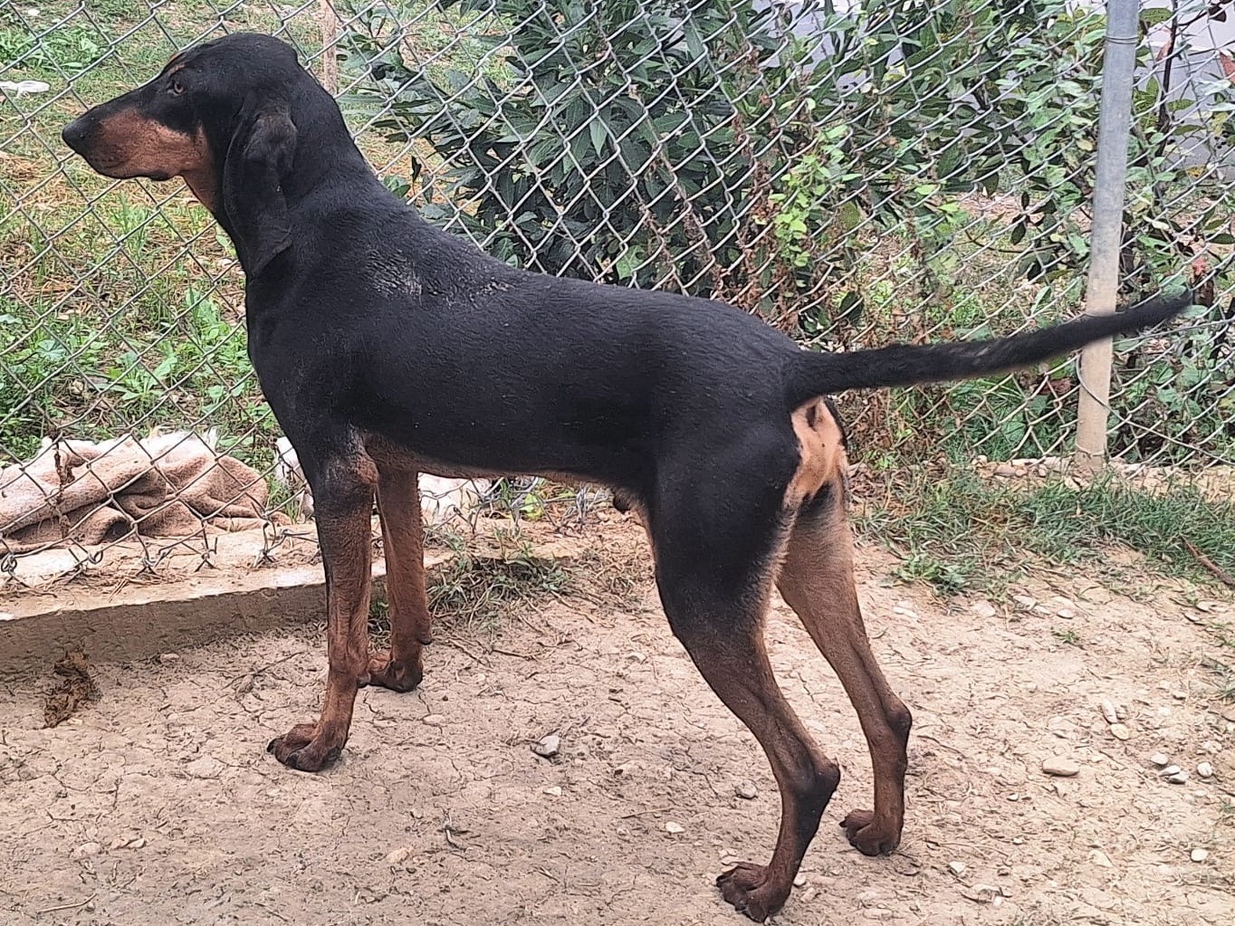 Adotta un cane, taglia media, maschio, Teramo