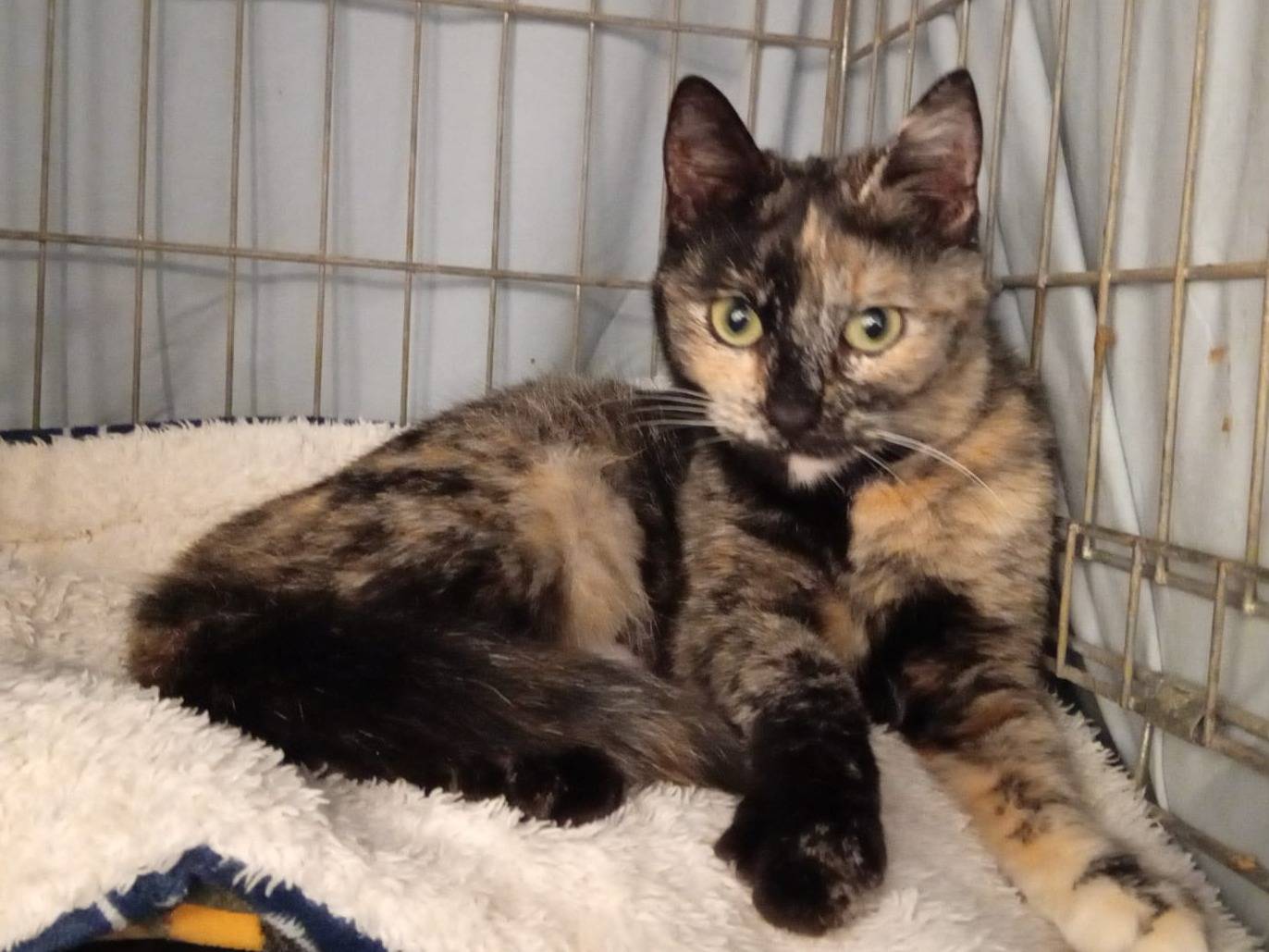 Adozione gatto, femmina, Razza sconosciuta Razza sconosciuta, 2 anni, taglia non valida, Milano