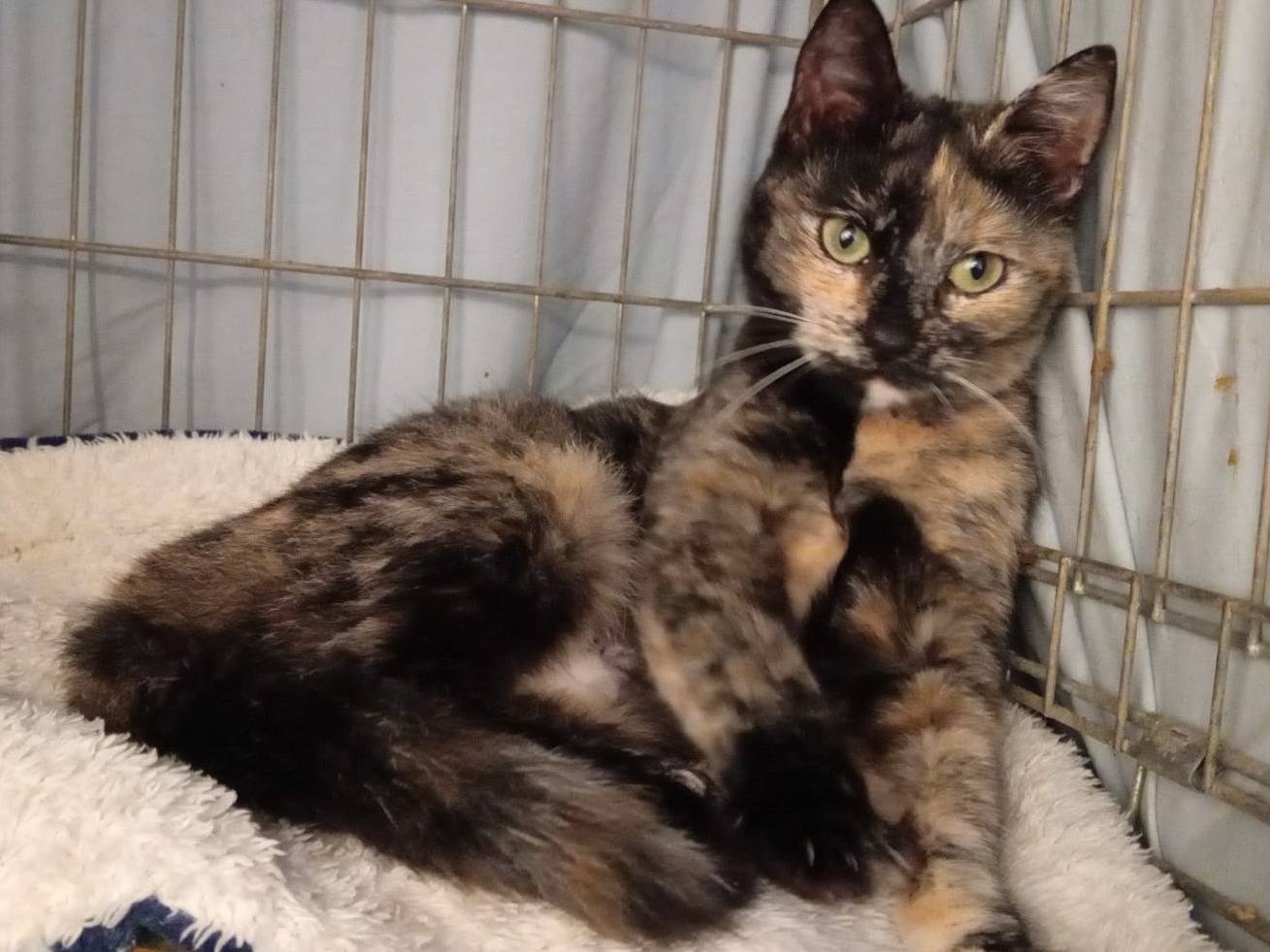 Adotta un gatto, femmina, 2 anni, Milano