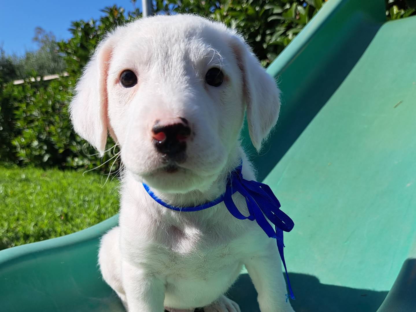 Adozione cane, maschio, Razza sconosciuta Razza sconosciuta, 9 mesi, taglia media, Trapani