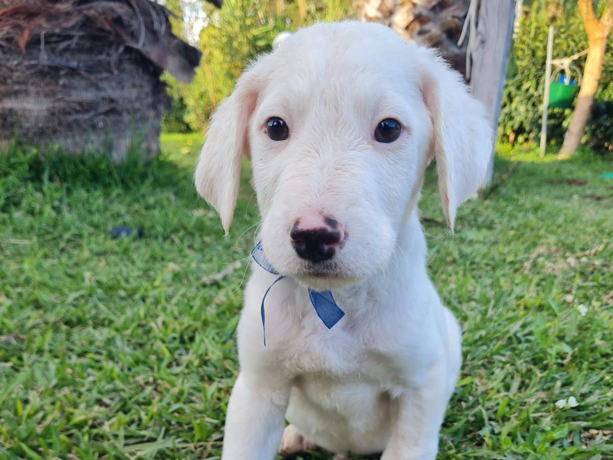 Adotta un cane, maschio, 9 mesi, Trapani