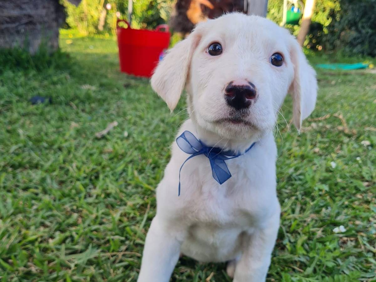 Adotta un cane, taglia media, maschio, Trapani