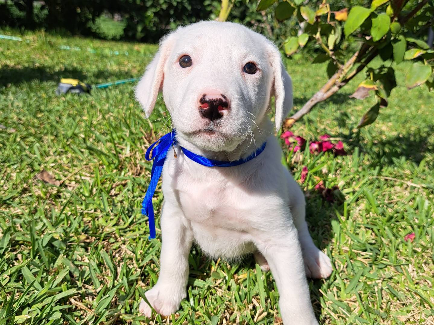 Vuoi adottare un cane a Trapani?