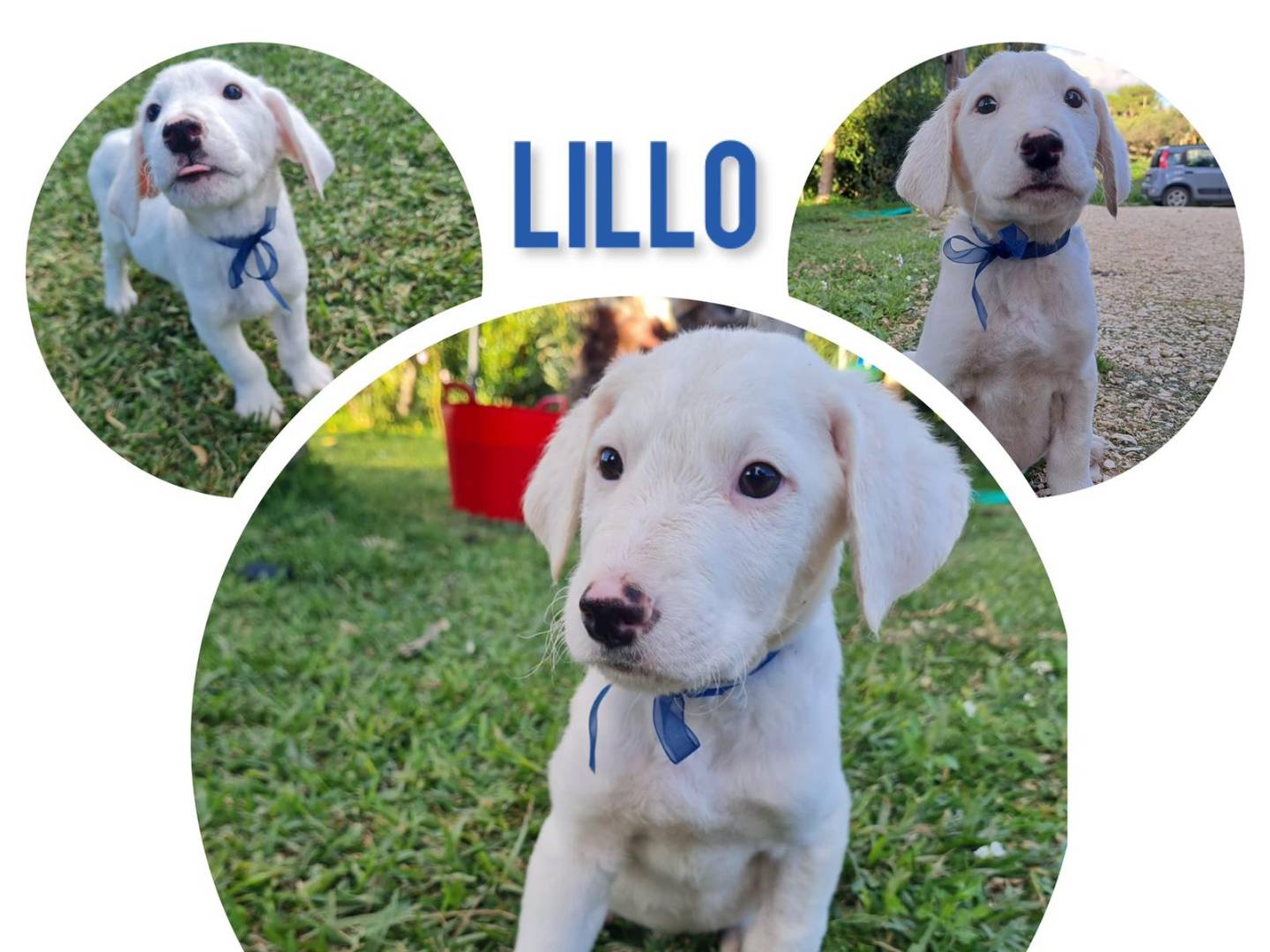 Adotta il cane LILLO a Trapani