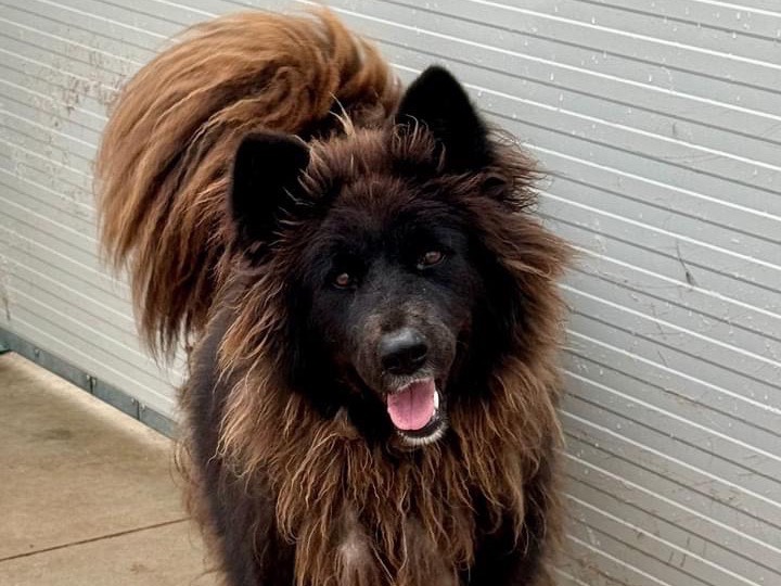 Adozione cane, femmina, Razza sconosciuta Razza sconosciuta, 3 anni  e 10 mesi , taglia grande, Salerno