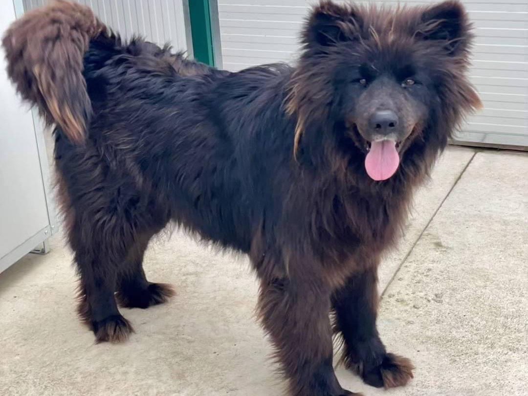 Adotta un cane, femmina, 3 anni  e 10 mesi , Salerno