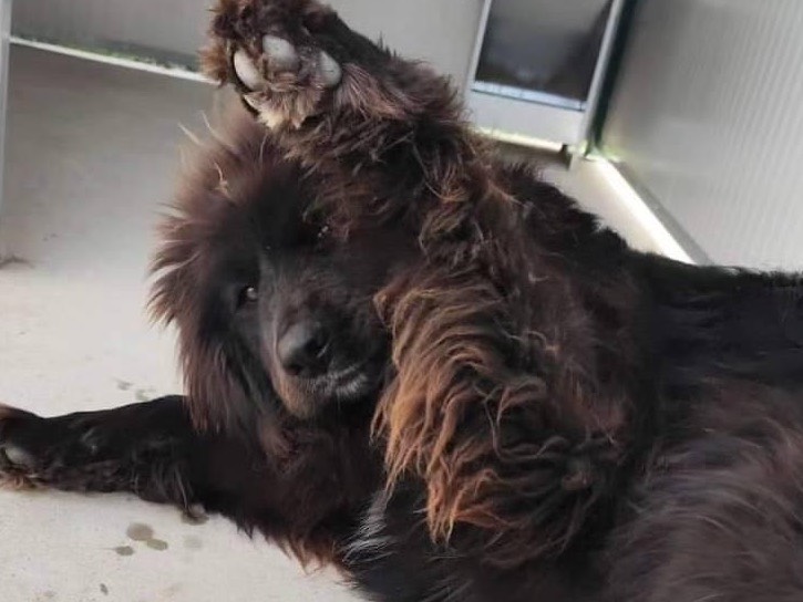 Adotta un cane, taglia grande, femmina, Salerno