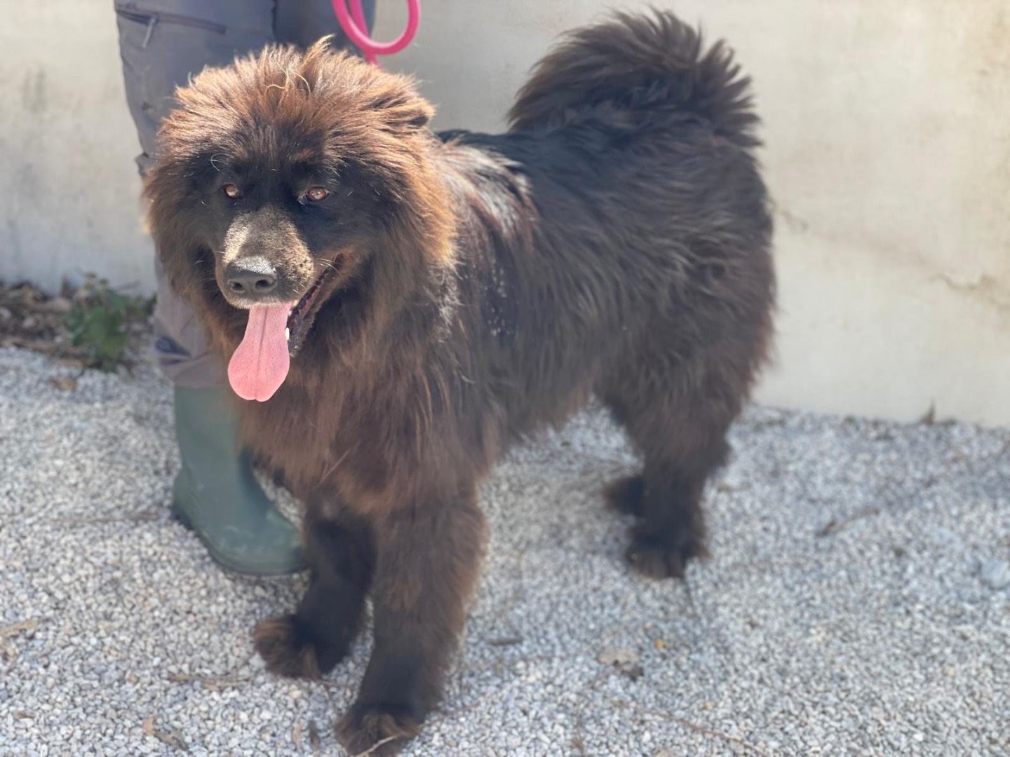 Vuoi adottare un cane a Salerno?