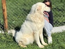 Vuoi adottare un cane a Salerno?